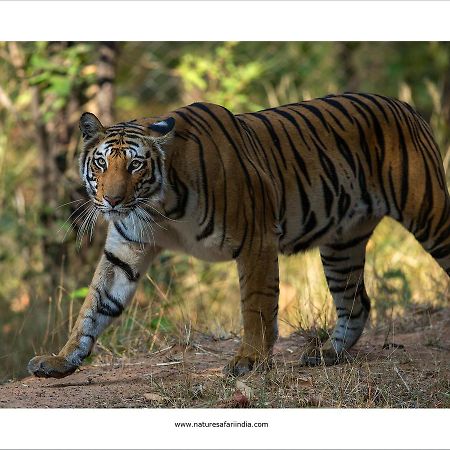 Tiger'S Den Resort Bandhavgarh National Park Exterior photo