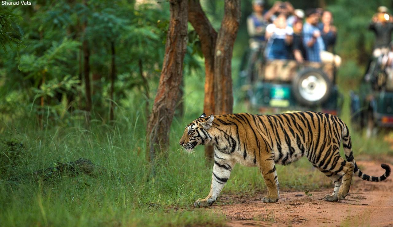 Tiger'S Den Resort Bandhavgarh National Park Exterior photo