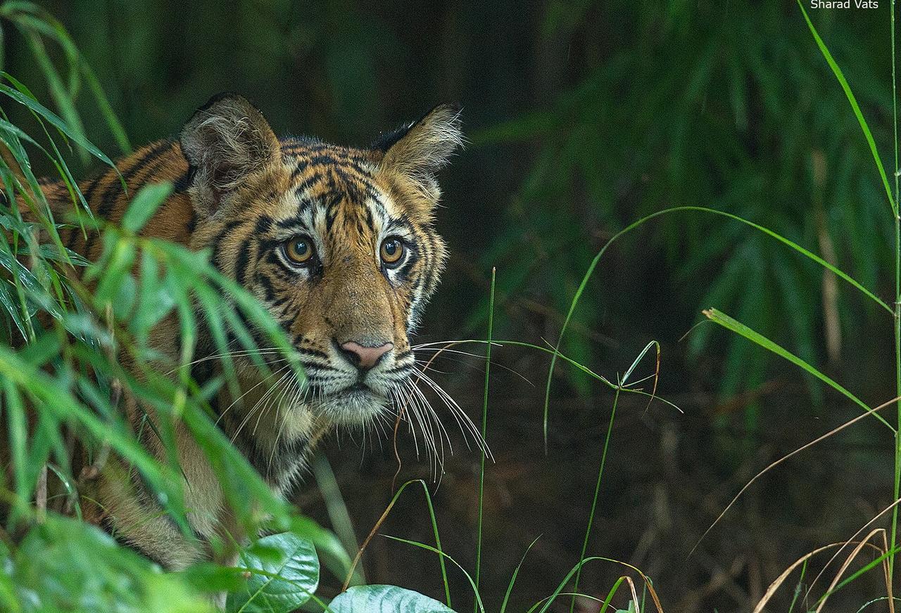 Tiger'S Den Resort Bandhavgarh National Park Exterior photo
